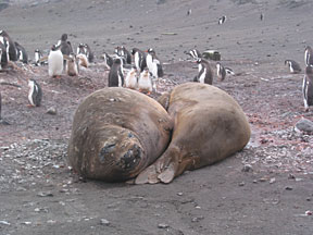 AitchoElephants2.jpg