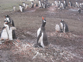 AitchoPenguin3.jpg