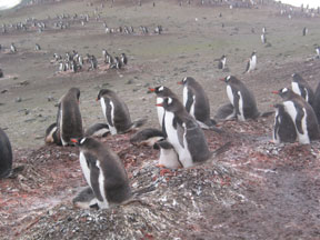 AitchoPenguins1.jpg