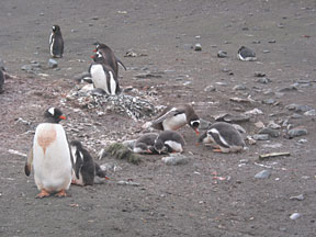 AitchoPenguins2.jpg