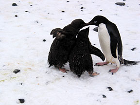 PauletChicks1.jpg