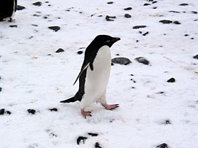 PauletPenguin2.jpg