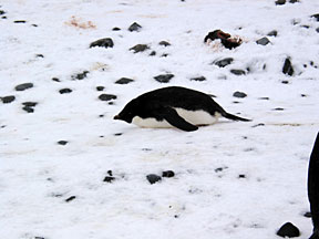 PauletPenguin1.jpg