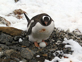brownbluffeggs.jpg