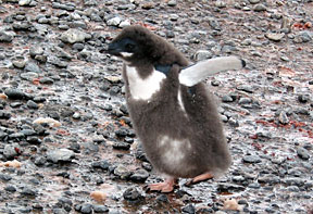 brownbluffmoulting.jpg