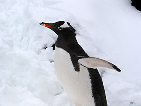 brownbluffpenguincloseup.jpg
