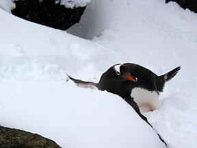 brownbluffpenguinstomach.jpg