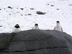 brownbluffthreepenguins.jpg