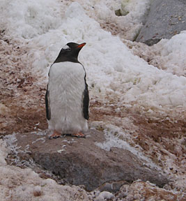 cuvervillepenguin.jpg