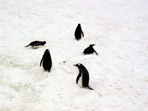 cuvervillesnow.jpg