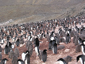 devilspenguins.jpg