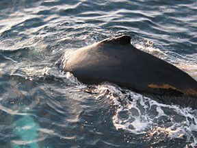 humpback1.jpg