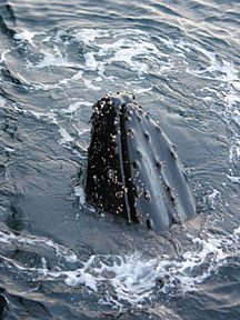 humpback2.jpg