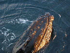 humpback3.jpg