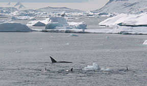 orca.jpg