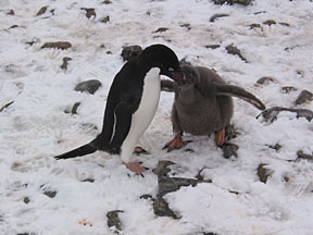 pauletfeeding.jpg