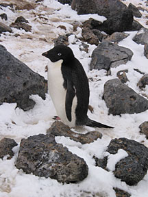 pauletpenguin.jpg