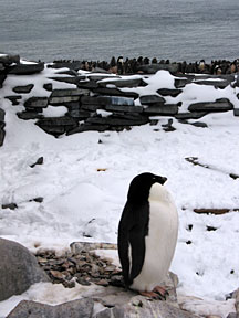 pauletpenguinhut.jpg