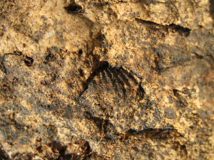 MyFossils1