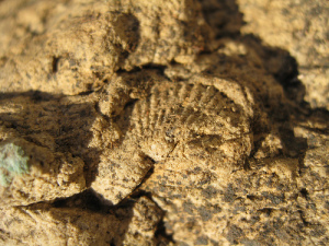 MyFossils2