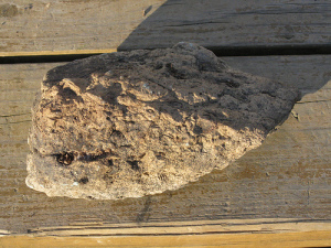 MyFossils3