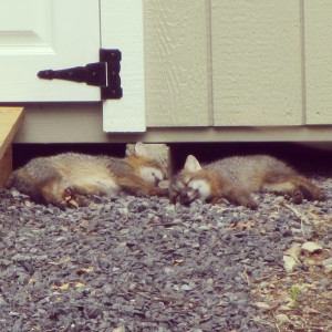 NappingBabyFoxes