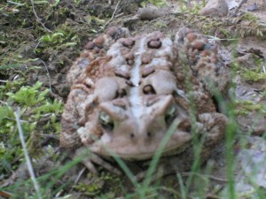 2008Toad