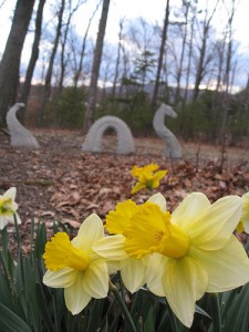 DaffodilDragon2008