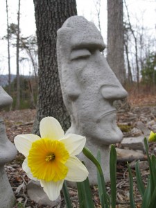 EasterIslandDaffodil