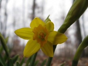 FirstDaffodil2008