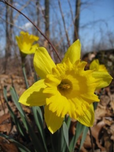 MoreDaffodils2008