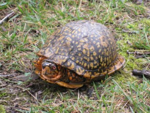 September2008Turtle