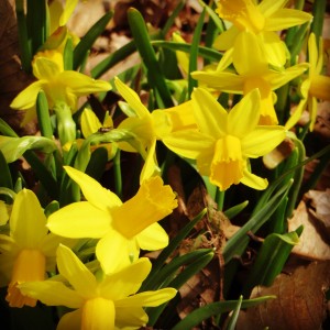 Daffodils2014