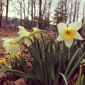 MoreDaffodils2014