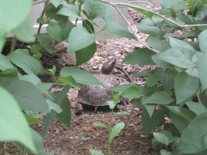 BoxTurtle2010