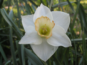 LastDaffodil2010