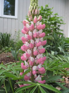 LupinMay2010