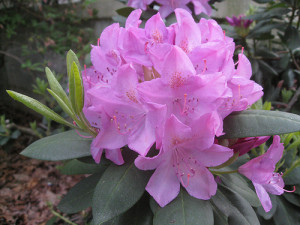 rhododendronmay2010