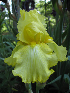 Iris520101