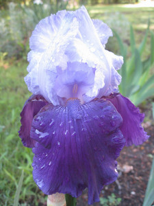 Iris520102