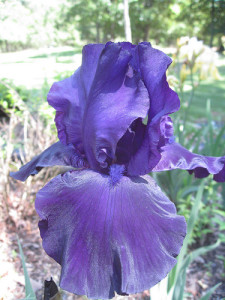 Iris520103