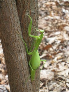 PrayingMantis22010